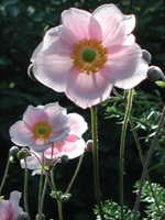 Anemone Hupehensis